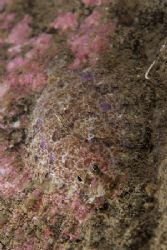Can you see me..? Topknot.
Lewis. Scotland. D200, 60mm. by Derek Haslam 